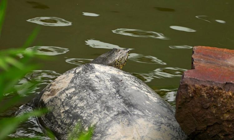 梦见捉甲鱼，探索梦境背后的深层含义与启示