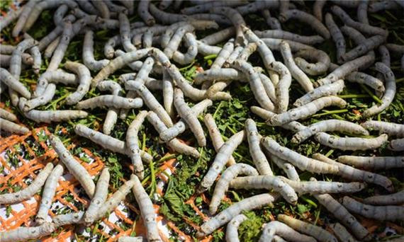 孕妇梦见蛆，梦境背后的深层含义与解读