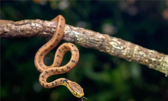 周公解梦,梦到我儿把屋内的蛇打死,预示着什么? 周公解梦,梦到我儿把屋内的蛇打死,预示着什么?